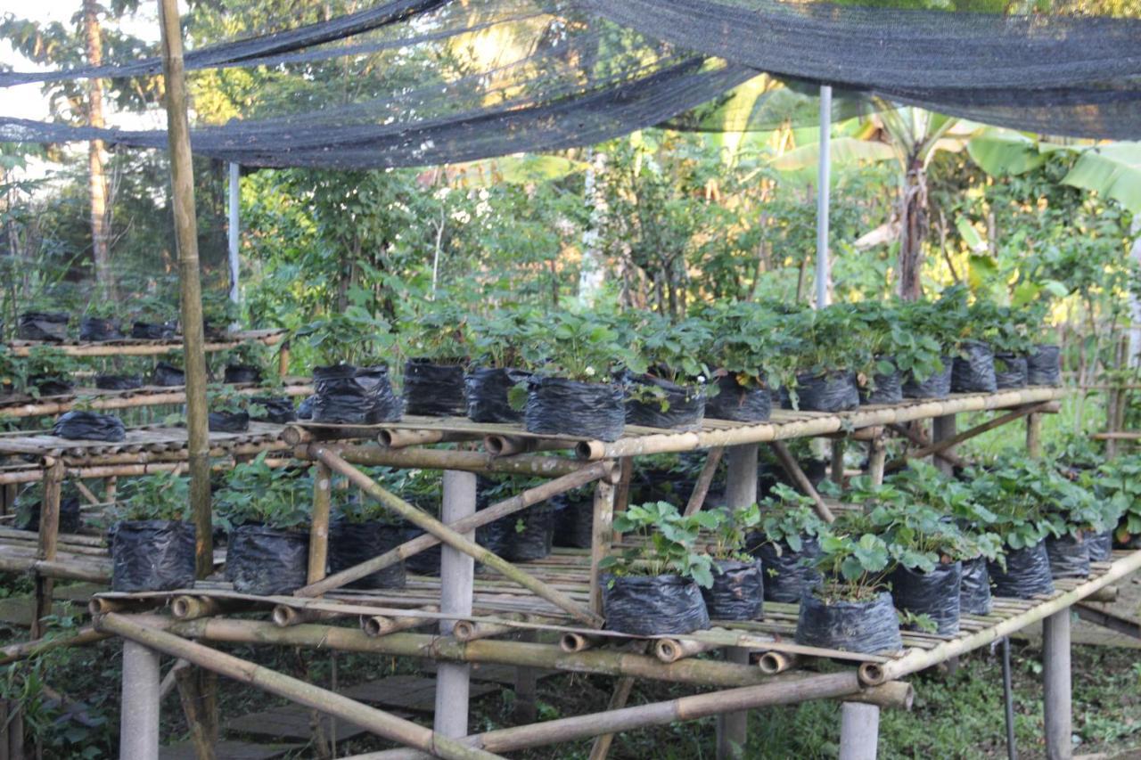 De Klumpu Bali Eco Tradi Stay Bangli Exterior foto
